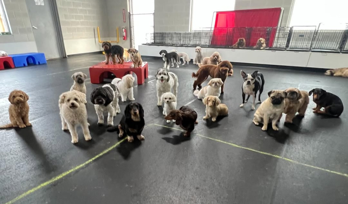 Pack Pro Training