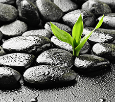Thanks to our customers, Rocketseed has bloomed in the Covid gloom 13 A green sapling emerges from between wet, black pebbles.